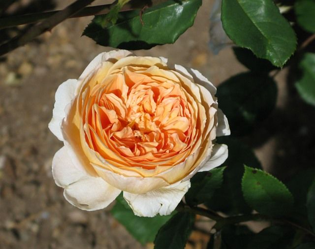  photo CrownPrincessMargaretaatfiloliIMG_0934_zpsb82ab972.jpg